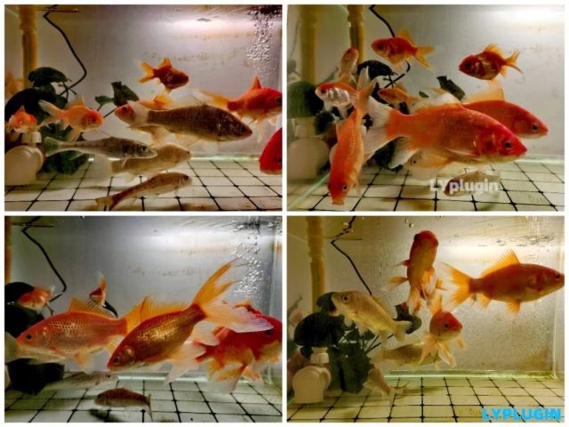雜魚(yú)缸，小小魚(yú)缸十幾條魚(yú)