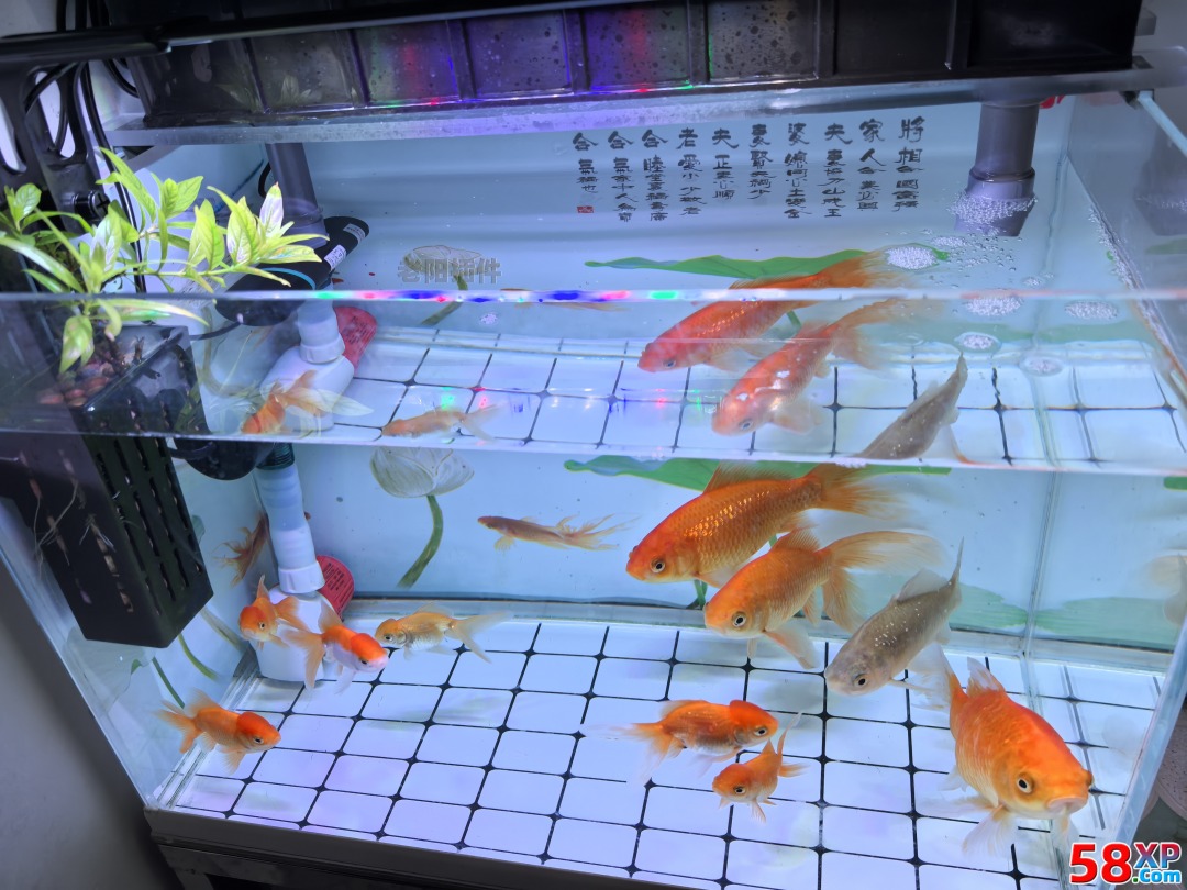 籠中鳥、缸底魚、球里人，都是被困養(yǎng)的 - 老陽插件