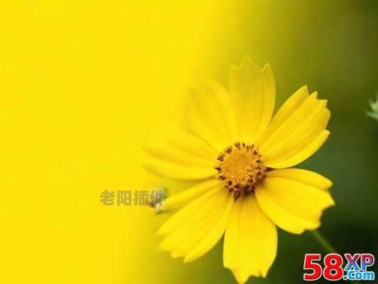 給你一朵小黃花 - 老陽插件